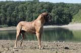 DOGUE ALLEMAND 139